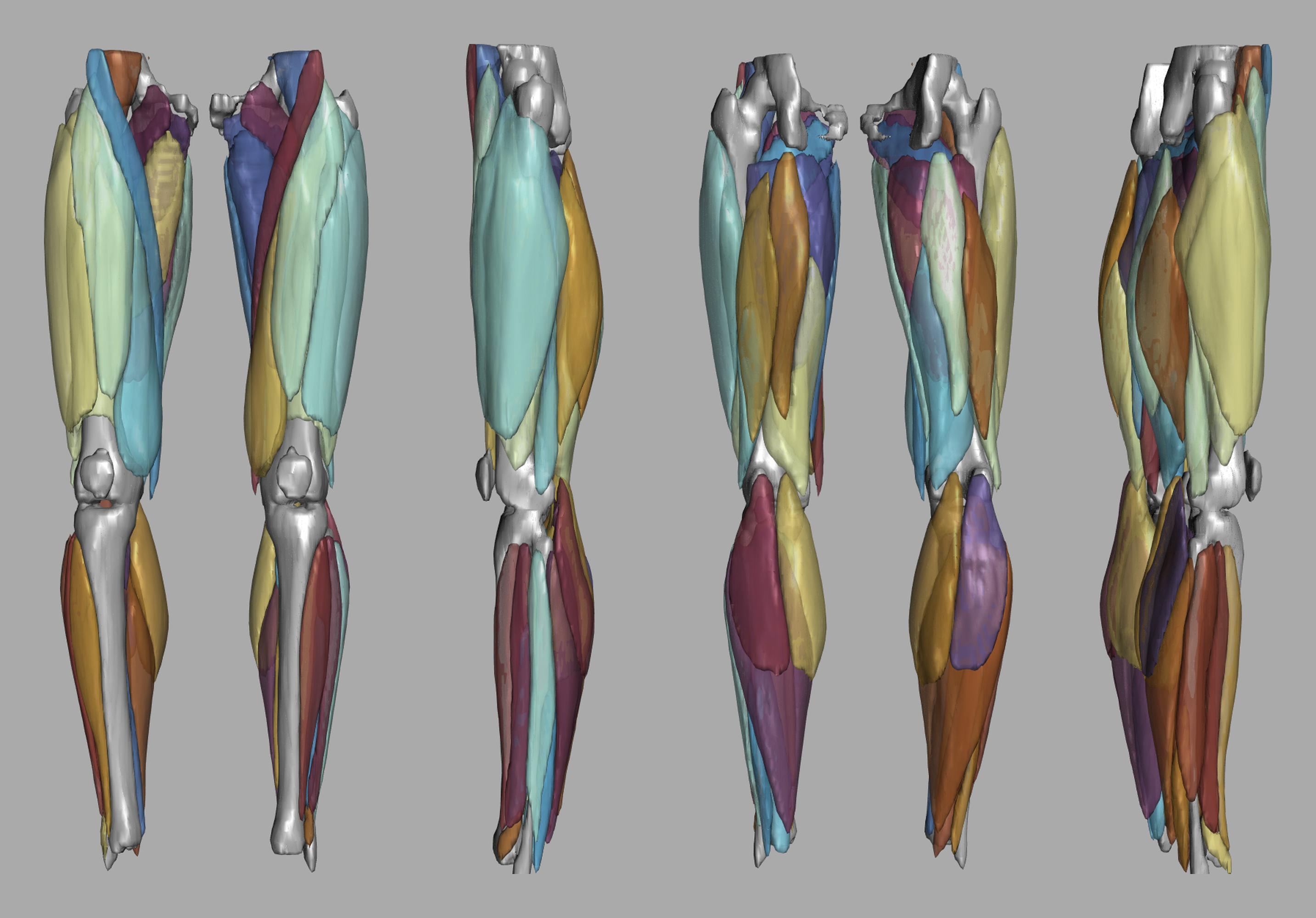 3D render of automated muscle segmentation labels generated using a CNN UNET.